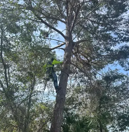 Tree Service Near Me