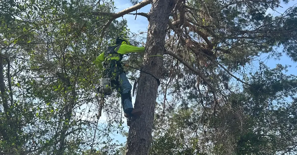Affordable Tree Service