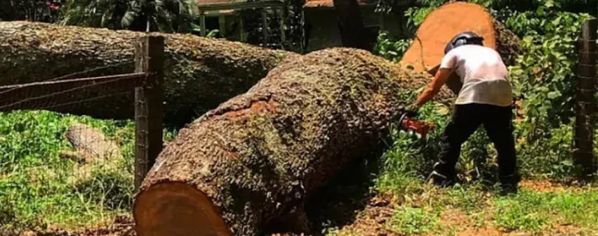 Arborist removing a dead limb in a backyard