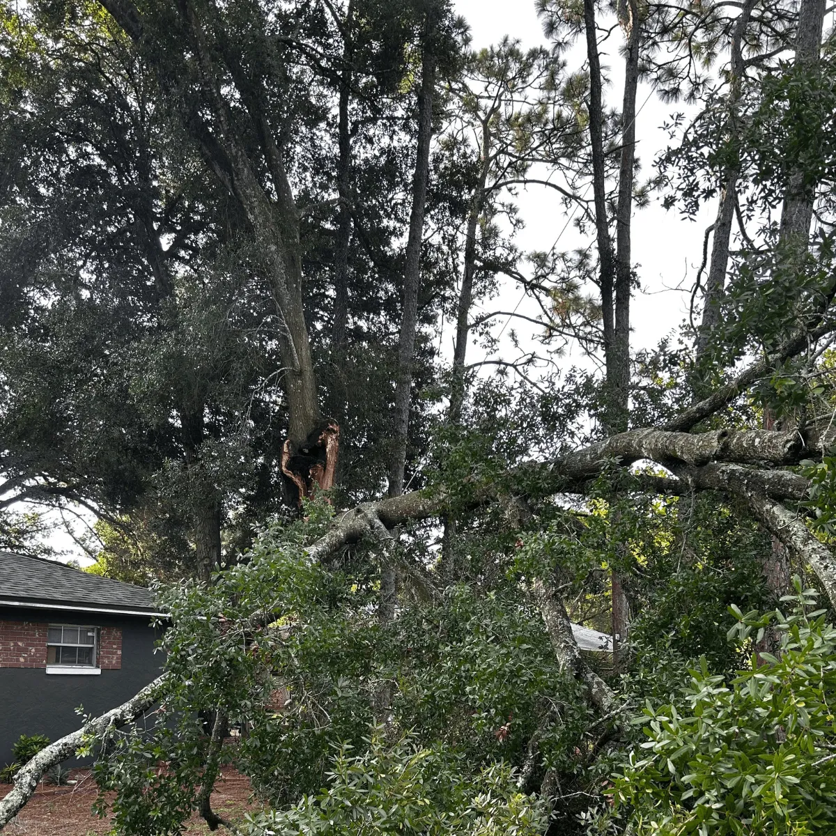 Storm Cleanup